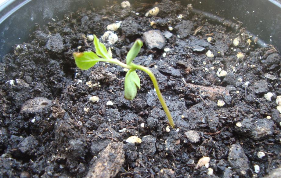 [Foto de planta, jardin, jardineria]