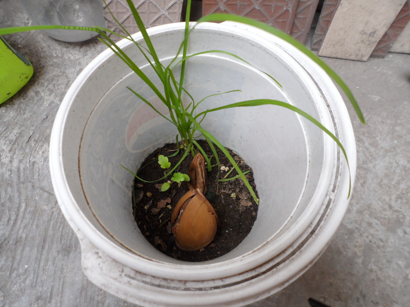 [Foto de planta, jardin, jardineria]
