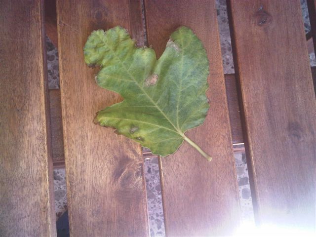 [Foto de planta, jardin, jardineria]