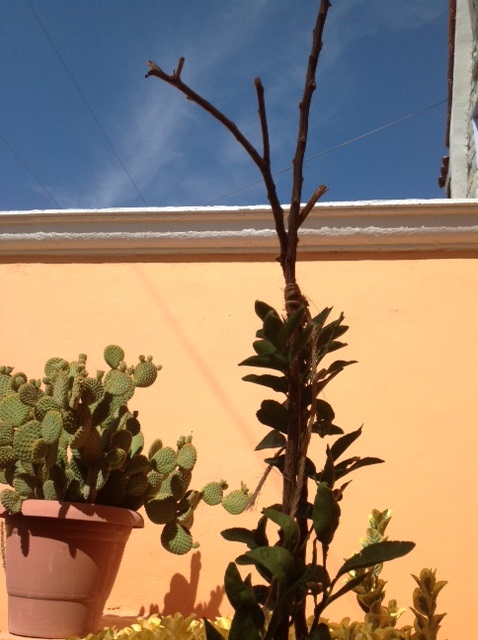 [Foto de planta, jardin, jardineria]