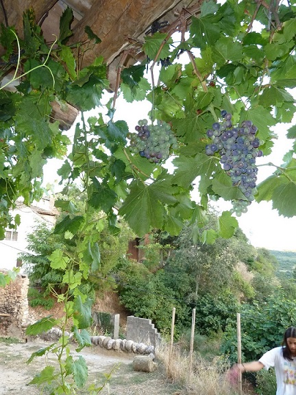 [Foto de planta, jardin, jardineria]