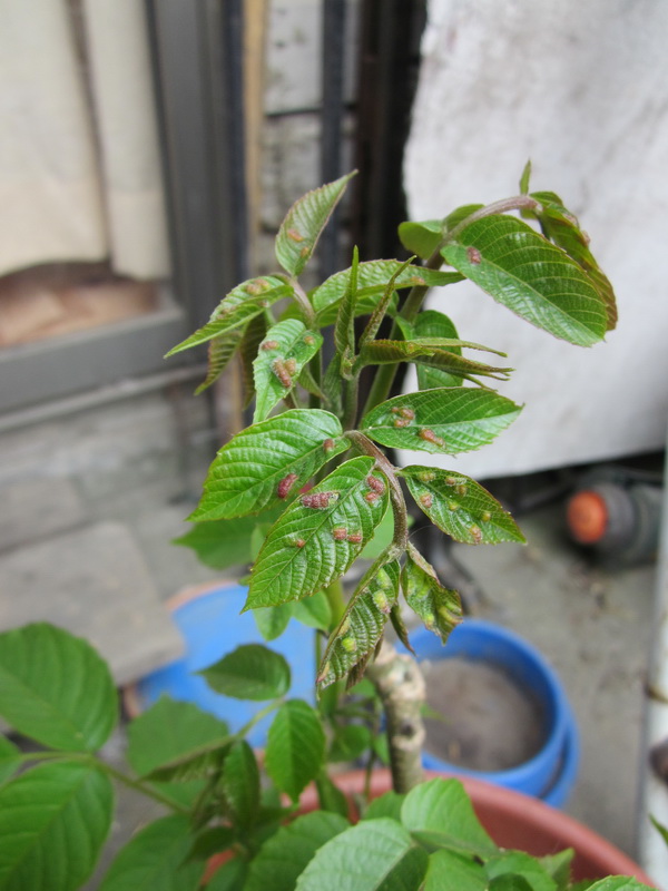 [Foto de planta, jardin, jardineria]