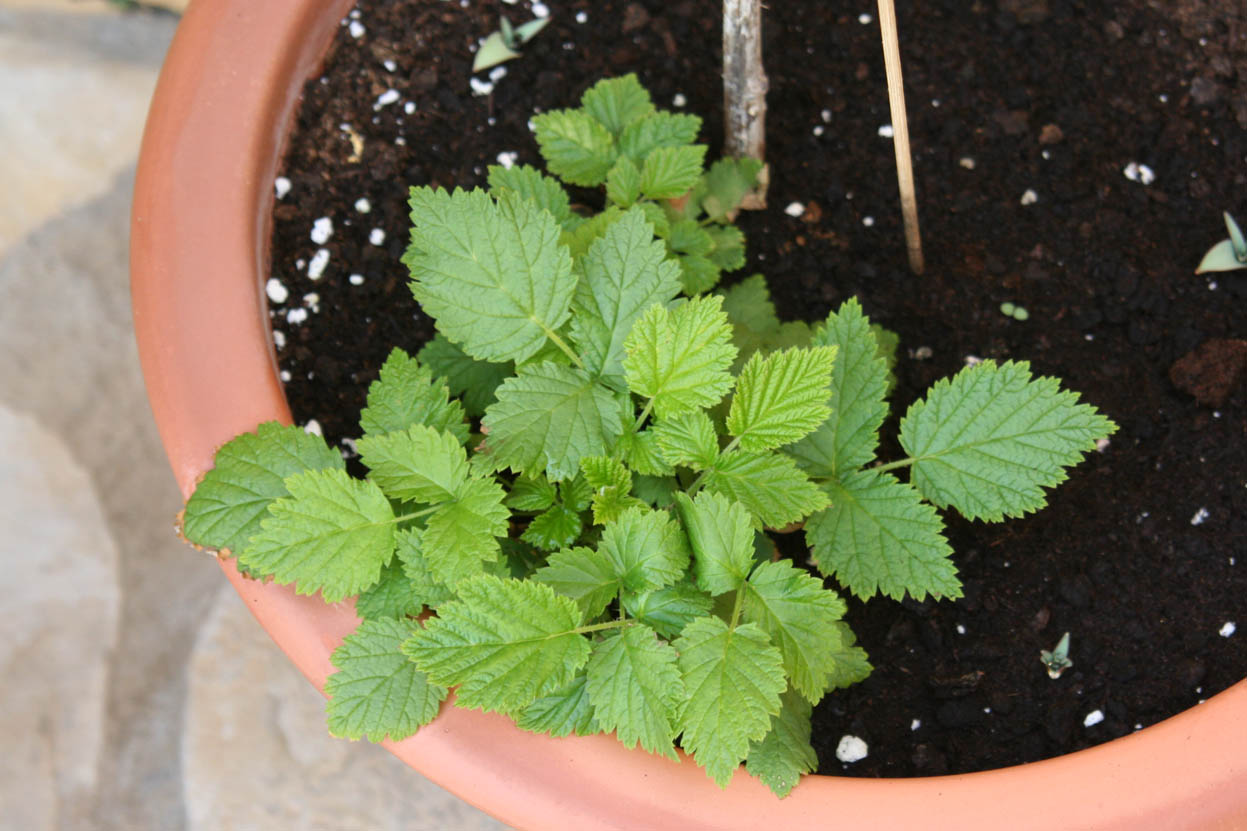 [Foto de planta, jardin, jardineria]