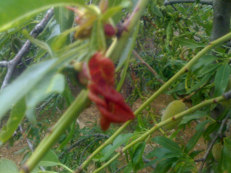 [Foto de planta, jardin, jardineria]