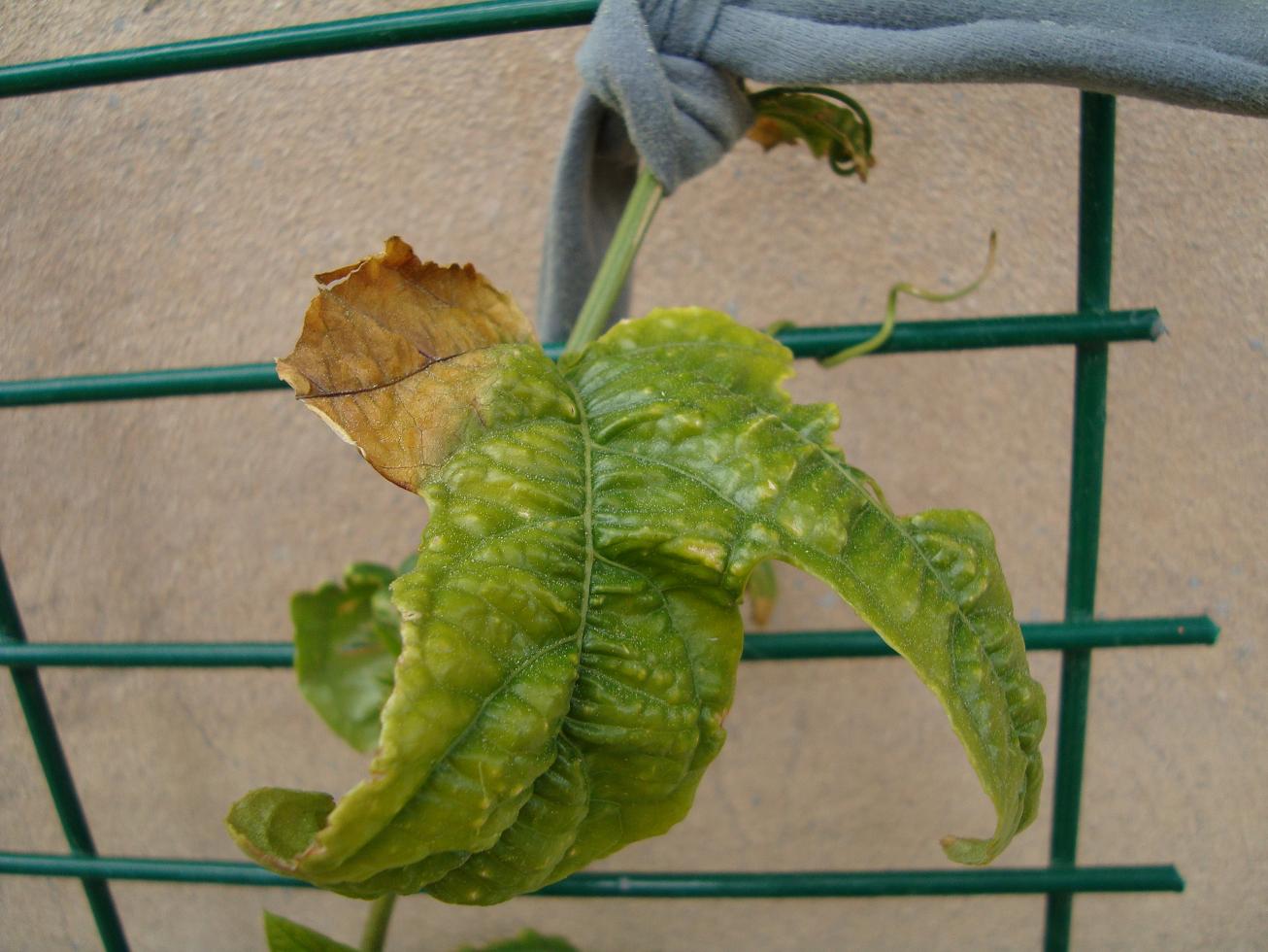 [Foto de planta, jardin, jardineria]