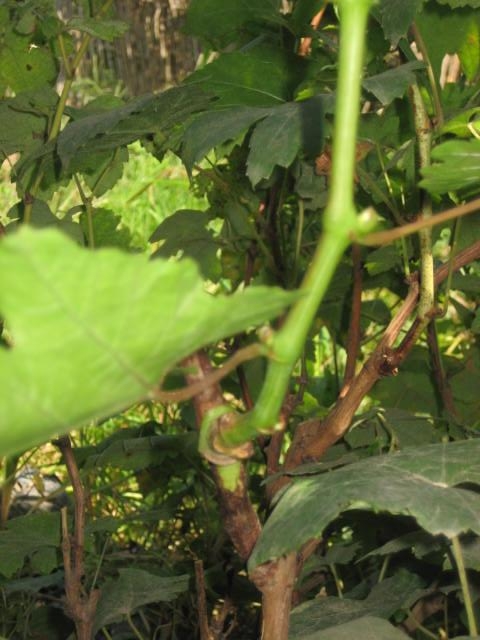 [Foto de planta, jardin, jardineria]