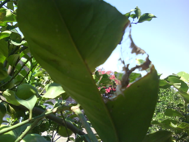 [Foto de planta, jardin, jardineria]