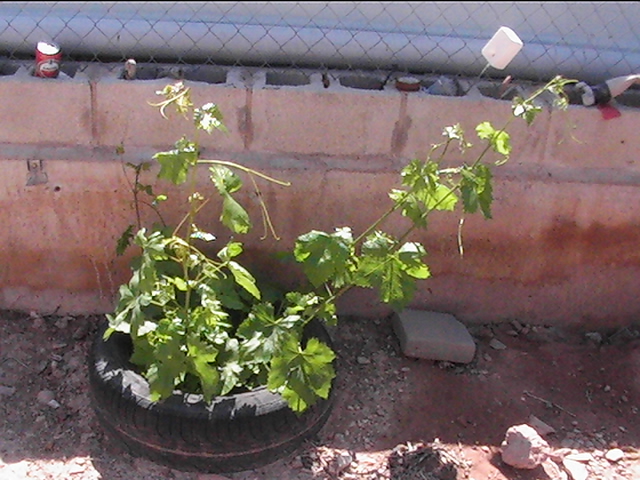 [Foto de planta, jardin, jardineria]