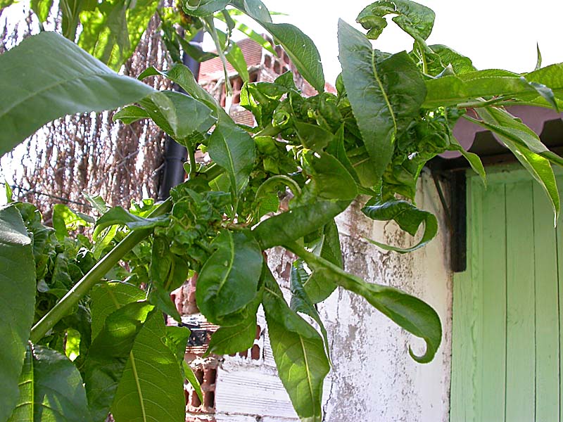 [Foto de planta, jardin, jardineria]