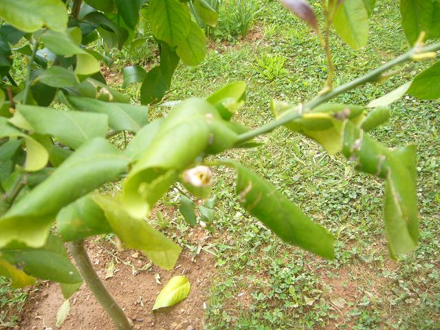 Limonero hoja caduca o perenne