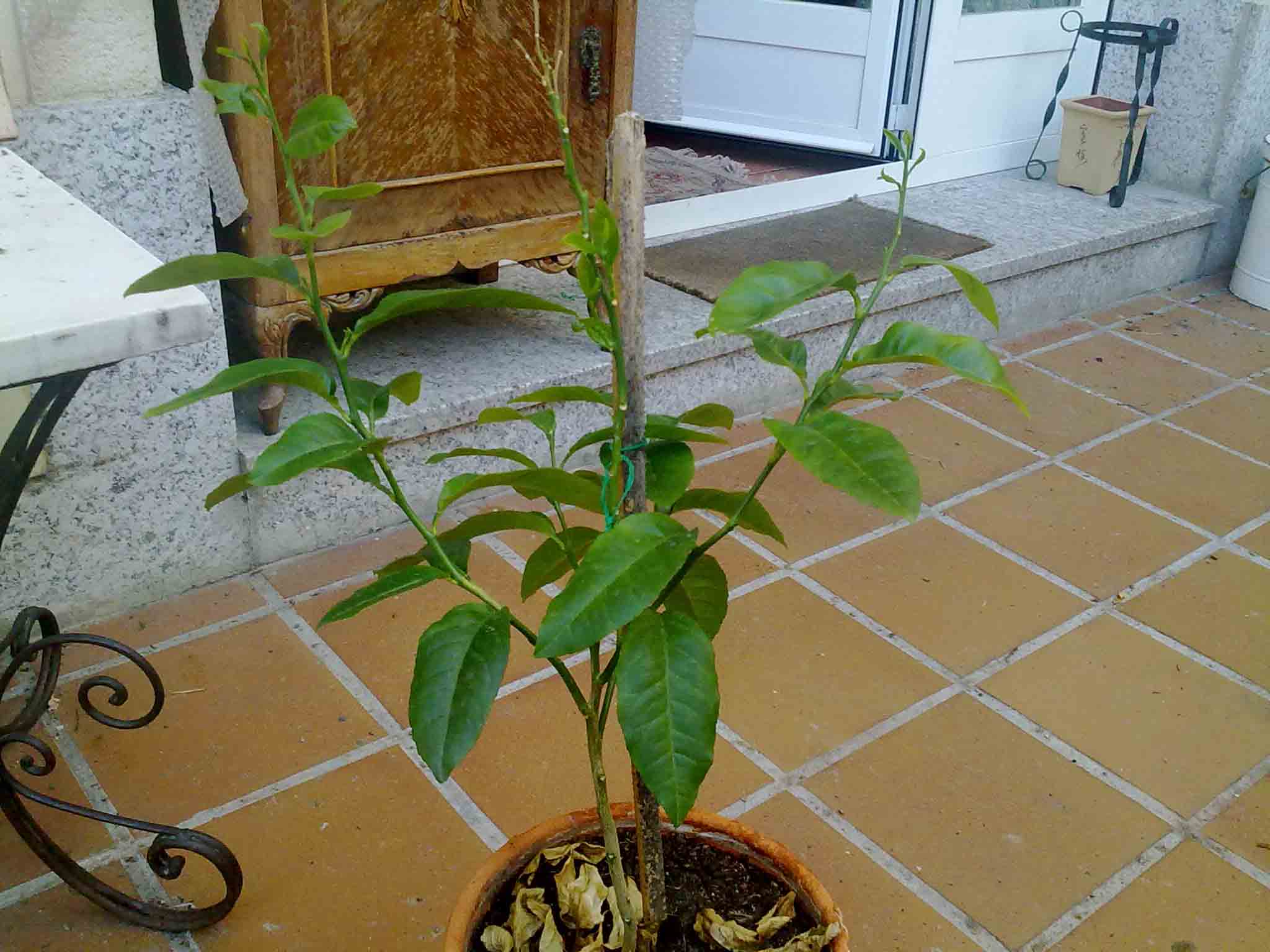 [Foto de planta, jardin, jardineria]