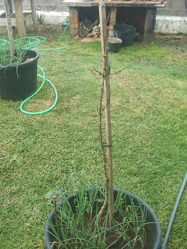 [Foto de planta, jardin, jardineria]