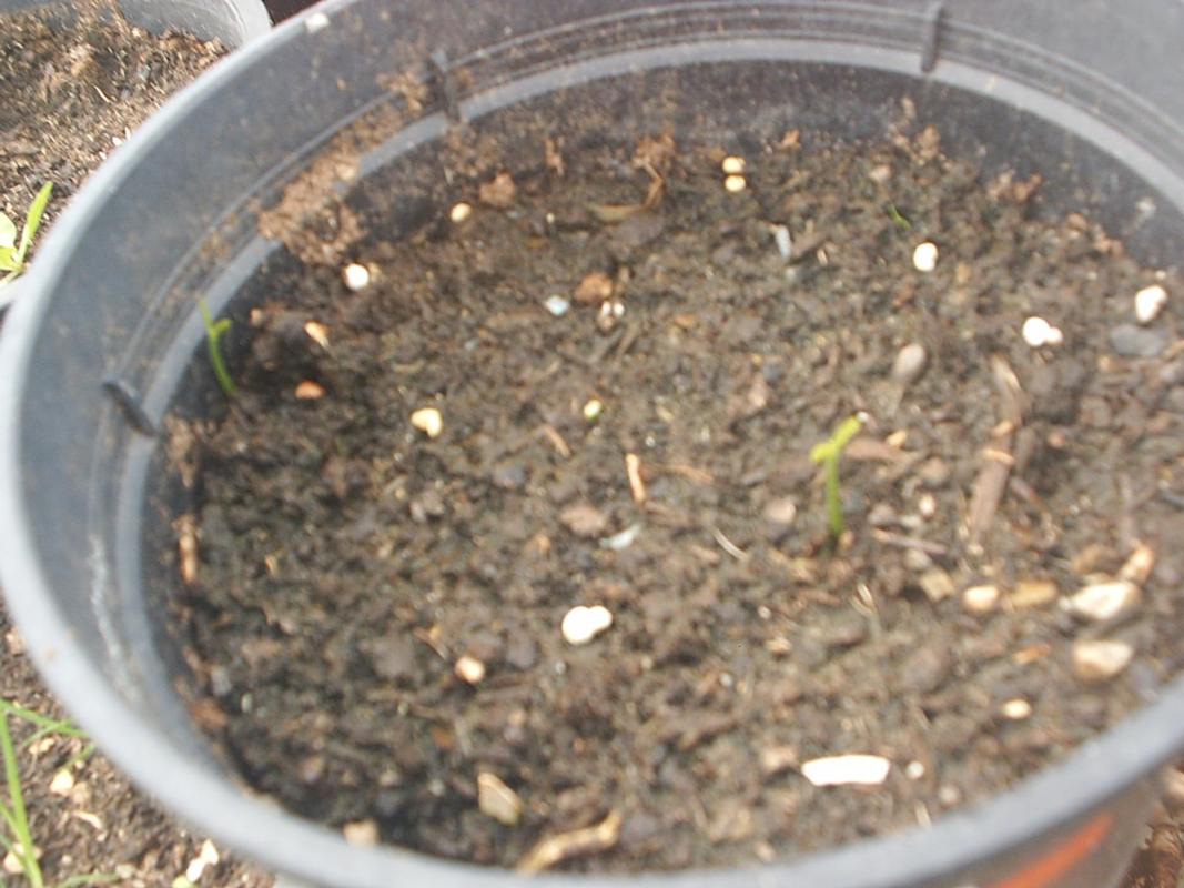[Foto de planta, jardin, jardineria]