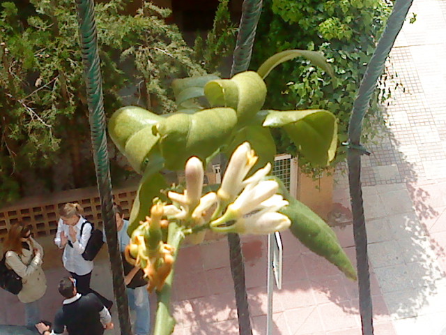 [Foto de planta, jardin, jardineria]