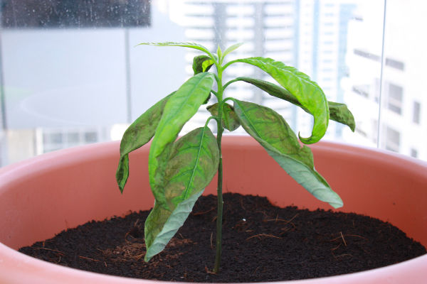 [Foto de planta, jardin, jardineria]