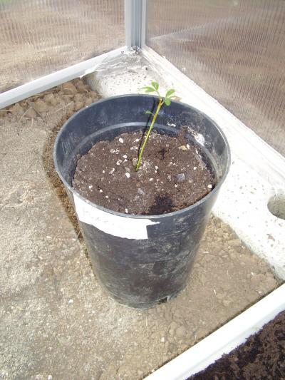 [Foto de planta, jardin, jardineria]