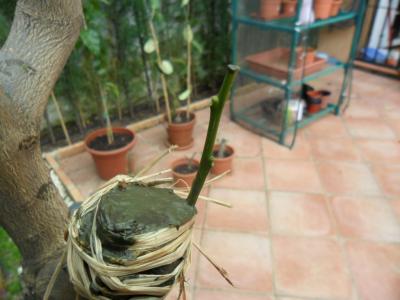[Foto de planta, jardin, jardineria]