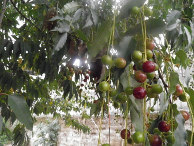 [Foto de planta, jardin, jardineria]