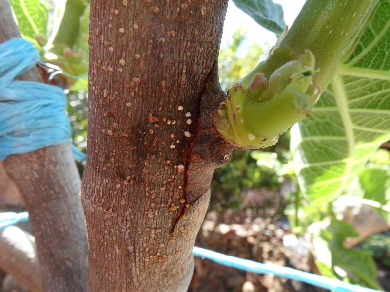 [Foto de planta, jardin, jardineria]