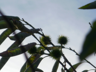 [Foto de planta, jardin, jardineria]