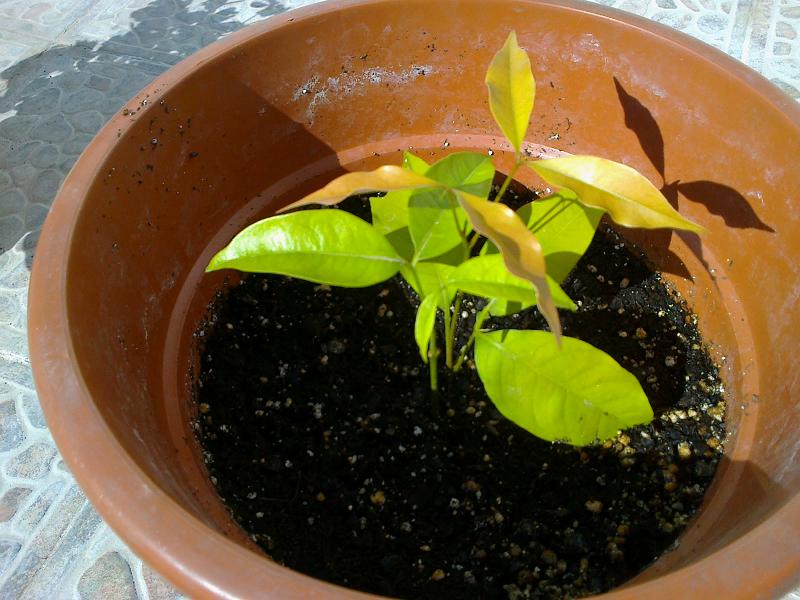 [Foto de planta, jardin, jardineria]