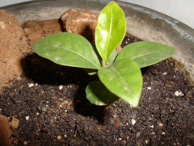 [Foto de planta, jardin, jardineria]