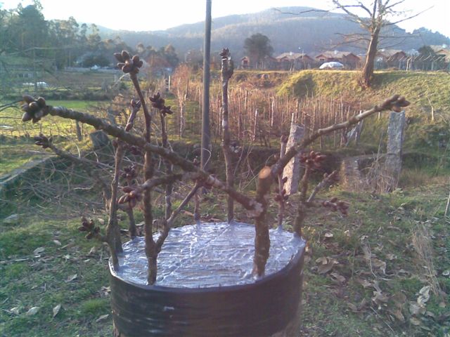 [Foto de planta, jardin, jardineria]