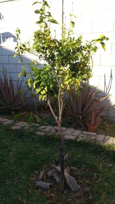 [Foto de planta, jardin, jardineria]