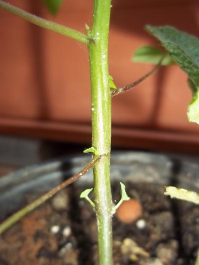 [Foto de planta, jardin, jardineria]