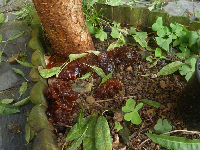 [Foto de planta, jardin, jardineria]