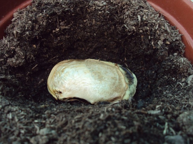 [Foto de planta, jardin, jardineria]