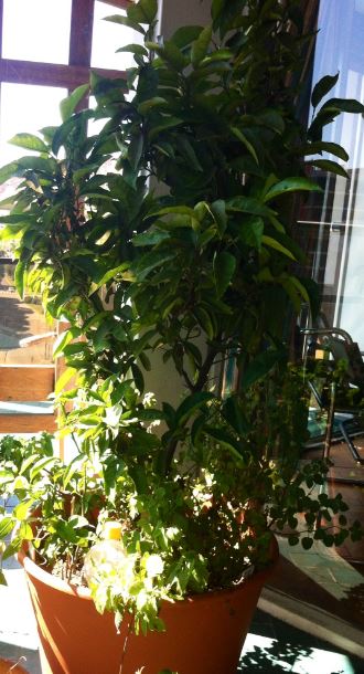 [Foto de planta, jardin, jardineria]