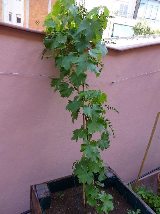 [Foto de planta, jardin, jardineria]