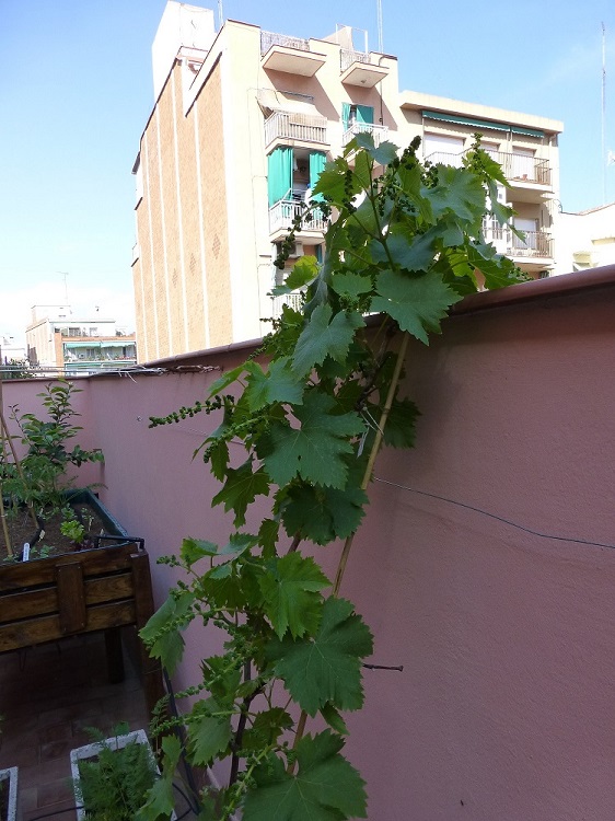 [Foto de planta, jardin, jardineria]