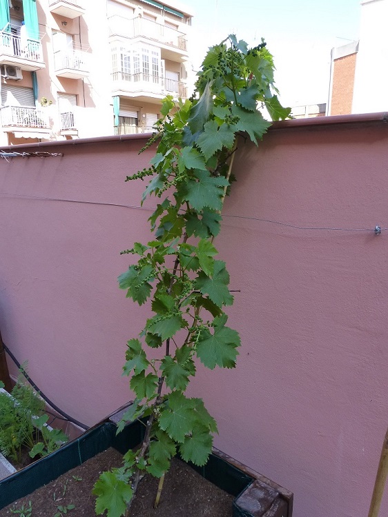 [Foto de planta, jardin, jardineria]