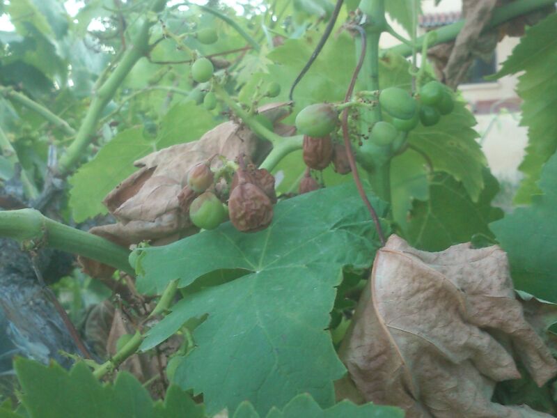 [Foto de planta, jardin, jardineria]