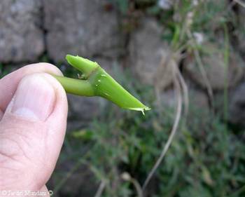 [Foto de planta, jardin, jardineria]