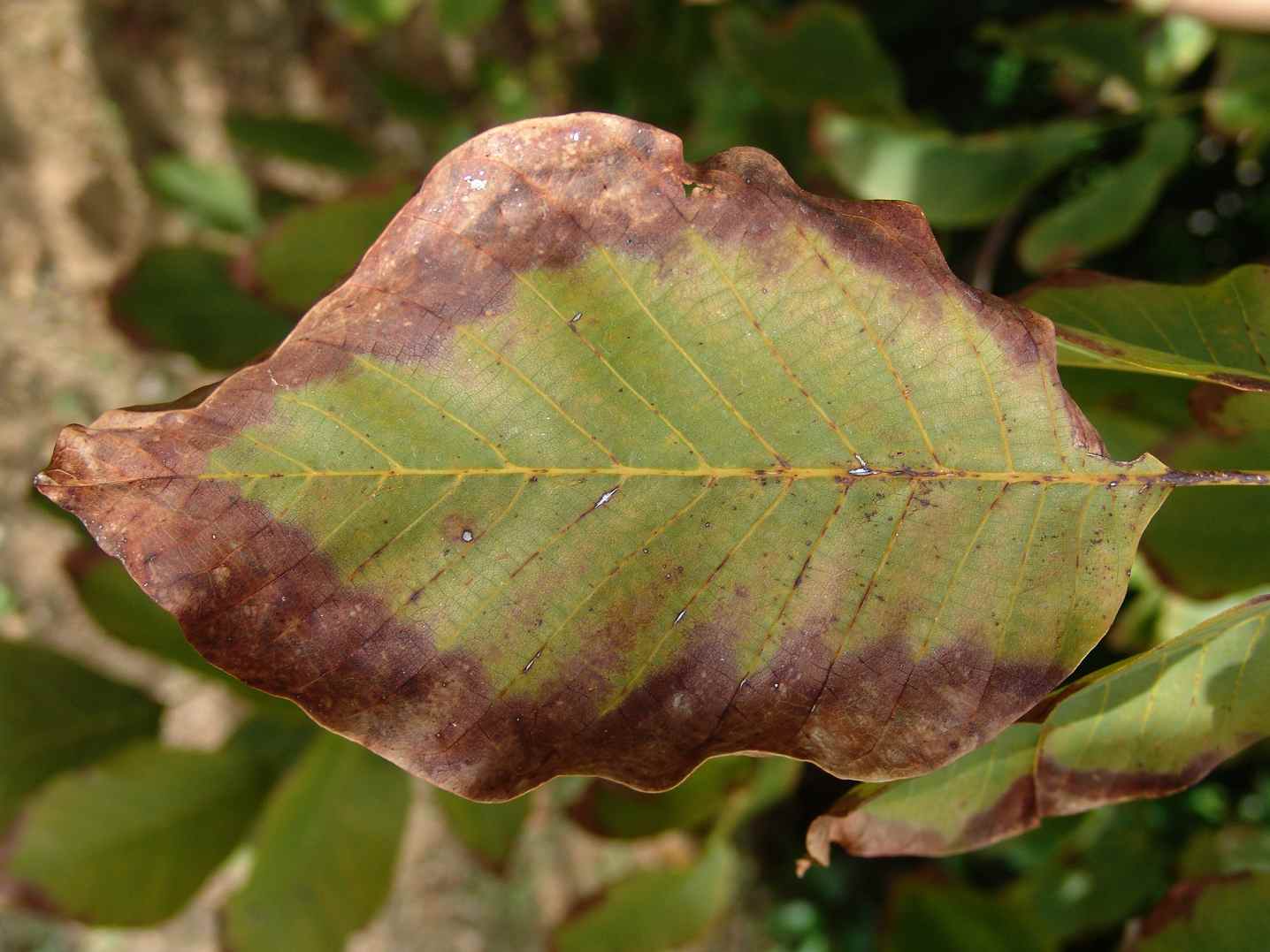 [Foto de planta, jardin, jardineria]