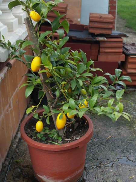 [Foto de planta, jardin, jardineria]
