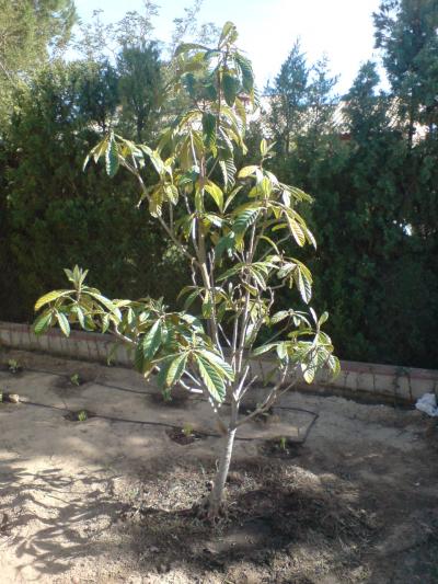 [Foto de planta, jardin, jardineria]