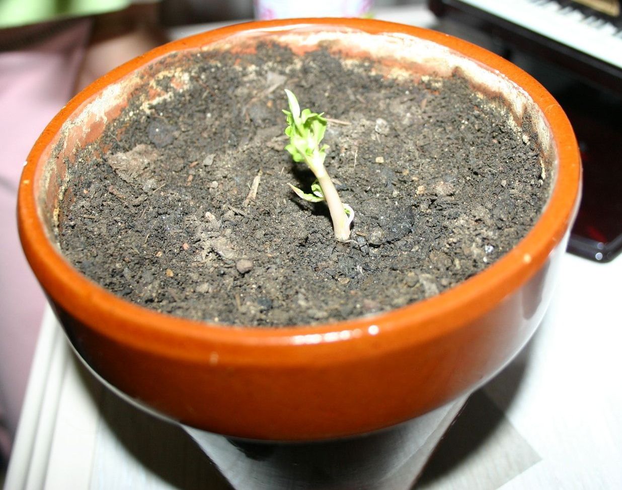 [Foto de planta, jardin, jardineria]
