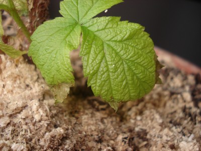 [Foto de planta, jardin, jardineria]