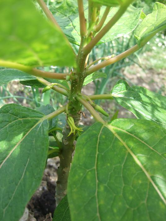 [Foto de planta, jardin, jardineria]