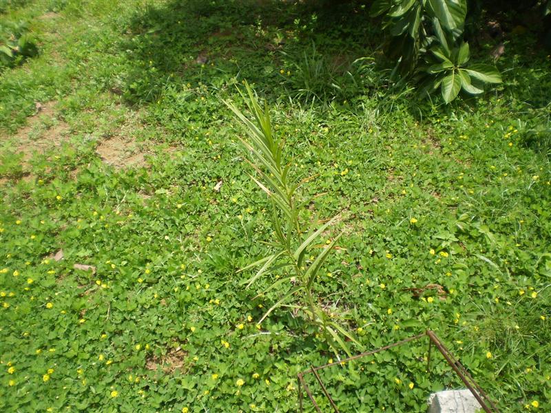 [Foto de planta, jardin, jardineria]