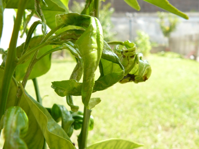 [Foto de planta, jardin, jardineria]