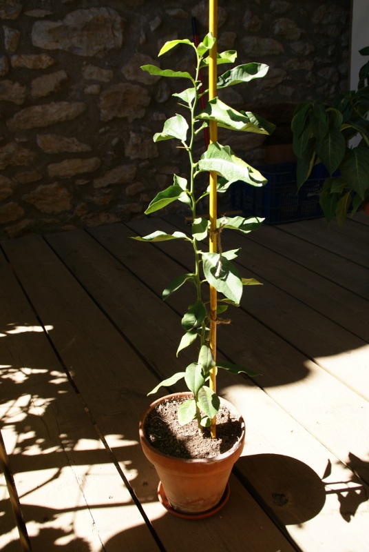 [Foto de planta, jardin, jardineria]
