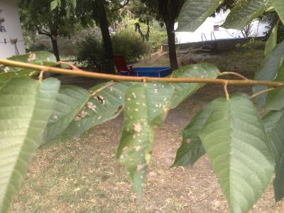 [Foto de planta, jardin, jardineria]