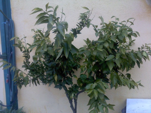 [Foto de planta, jardin, jardineria]