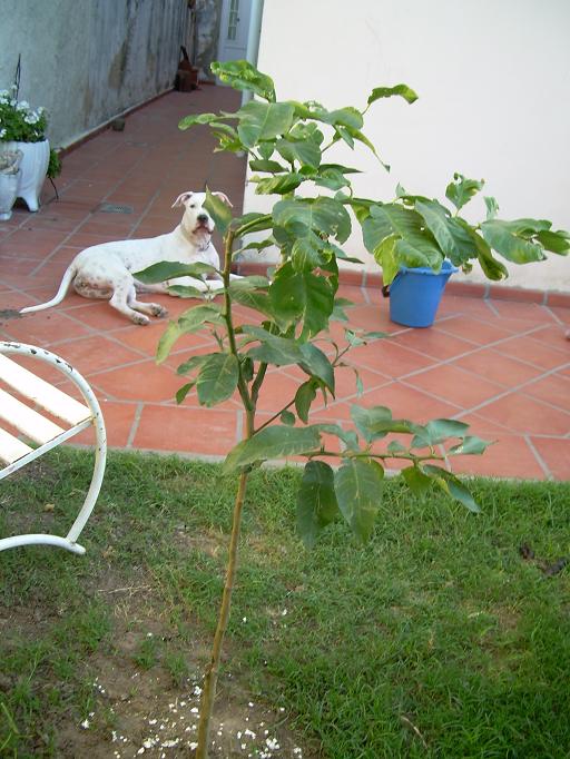 [Foto de planta, jardin, jardineria]