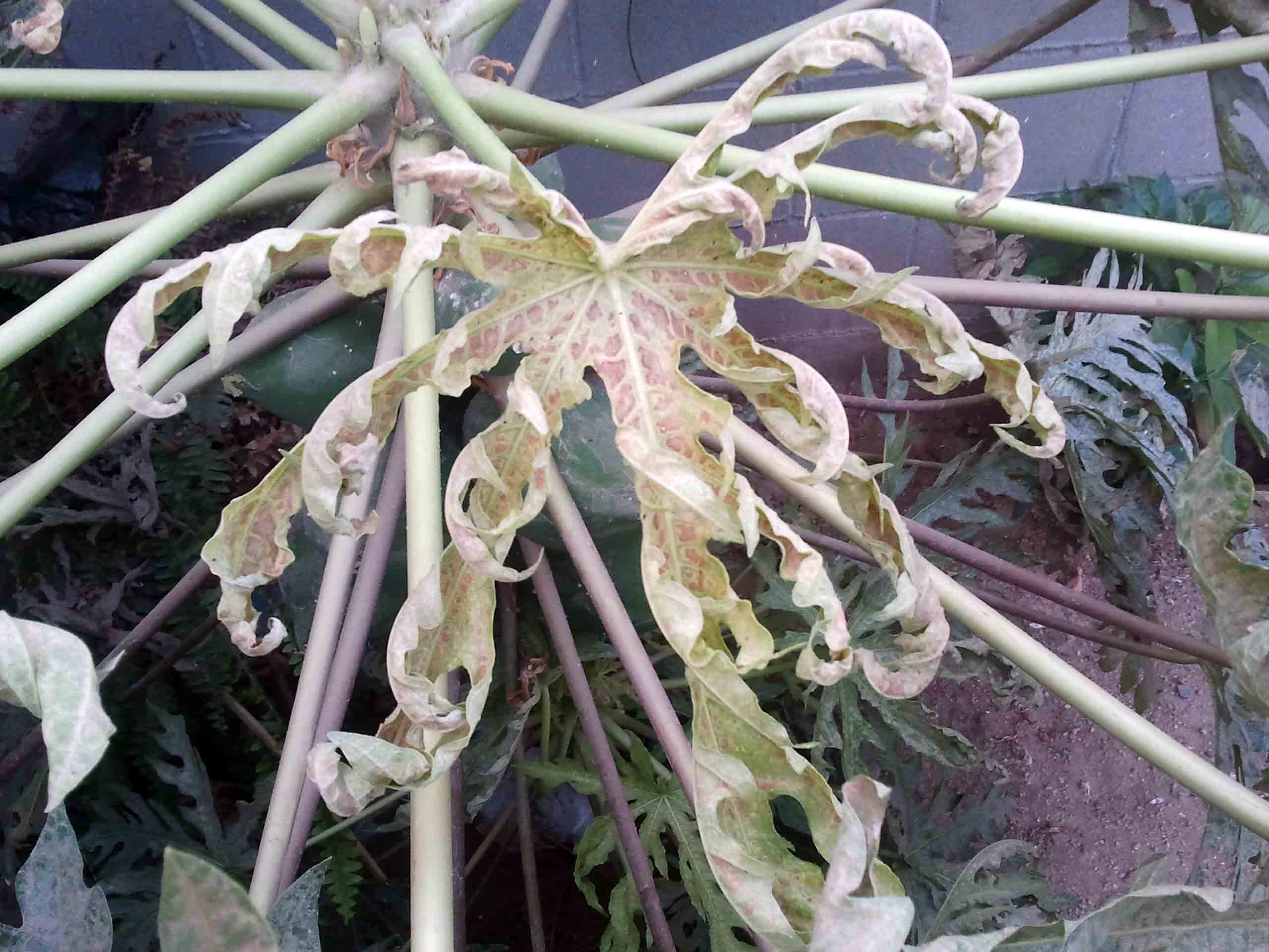 [Foto de planta, jardin, jardineria]